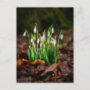 Recherche de snowdrop cartes postales Printemps
