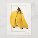 Recherche de bananes jaunes cartes postales Vintage
