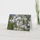 Recherche de cornouiller Floral