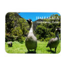 Recherche de hawaïen magnets Maui