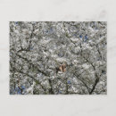 Recherche de mirabelle cartes postales Prune