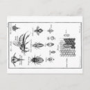 Recherche de peigne cartes postales Insecte