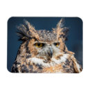 Recherche de chouettes magnets Faune
