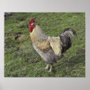 Recherche de jeune coq Blanc