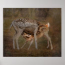Recherche de faon photographie Biche