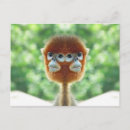 Recherche de deux singes posters Chimpanzé