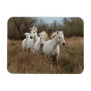 Recherche de cheval camargue magnets Délimiteur danita