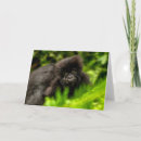 Recherche de gorilles de montagne cartes postales Forêt tropicale