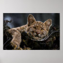 Recherche de lynx posters Photographie