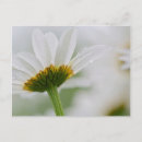 Recherche de brunswick cartes postales Fleur