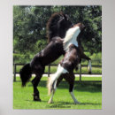 Recherche de cheval frison art Animaux