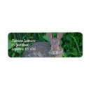 Recherche de rabbit photographie Nature