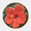 Recherche de ketmie rouge Île