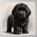 Recherche de chien terre neuve posters Newfie
