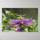 Recherche de passionné posters Floral