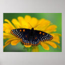 Recherche de papillon noir et blanc posters Orange