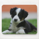 Recherche de chiot border collie tapis souris Photographe canin