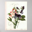 Recherche de cru floral copies posters Antiquité