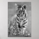 Recherche de tigre blanc noir posters Faune