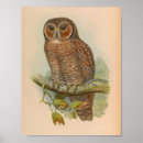 Recherche de hibou brun posters Illustration