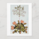 Recherche de piège cartes postales Botanique