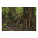 Recherche de plante tropicale posters Végétation