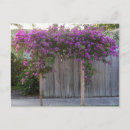 Recherche de bougainvillea cartes postales Fleur