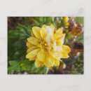 Recherche de souci cartes postales Jardin