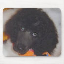 Recherche de caniches tapis souris Chien