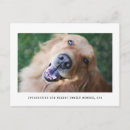 Recherche de abri animal invitations Chat