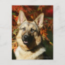 Recherche de deutscher cartes postales Chien