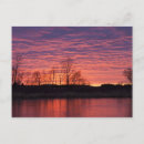 Recherche de calamus Loup