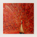 Recherche de pic puzzles Plumes