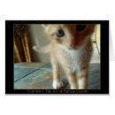 Recherche de chat curieux Tabby