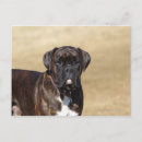 Recherche de chien boxer cartes postales Brindle