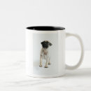 Recherche de chiots tasses Animaux mignons