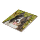 Recherche de amical carreaux Animal