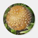 Recherche de panthère magnets Champignon