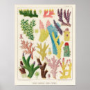 Recherche de aquatiques en art Corail