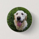 Recherche de golden retriever badges Chiot
