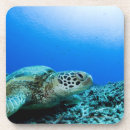 Recherche de tortue dessous de verres Vie marine