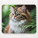 Recherche de câlin tapis souris Chat