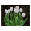 Recherche de tulipe blanche posters Printemps
