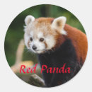 Recherche de panda roux autocollants Animal