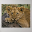Recherche de regard de lion posters Afrique