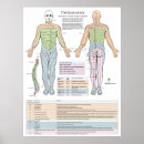 Recherche de médical art Chiropratique
