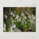 Recherche de chute de neige cartes postales Nature