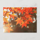 Recherche de érable rouge cartes postales Photographie