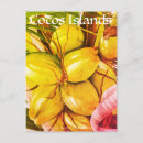 Recherche de noix de coco invitations Vert