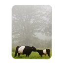 Recherche de ceinture magnets Nature